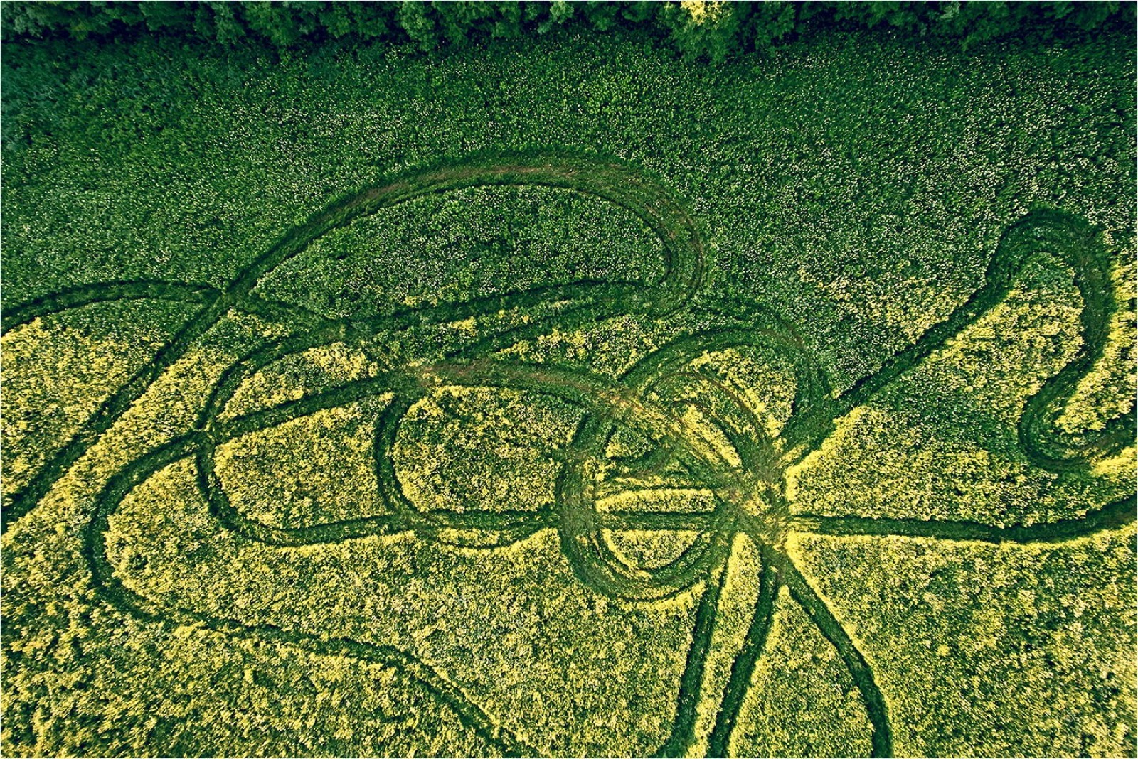Trama visiva B: sentieri di indagine che attraversano una vita. Campo con linee formate dalla fienagione (immagine d’archivio). M: Cominciavo a immaginare l’indagine come gesti all’interno di uno sforzo di ricerca…