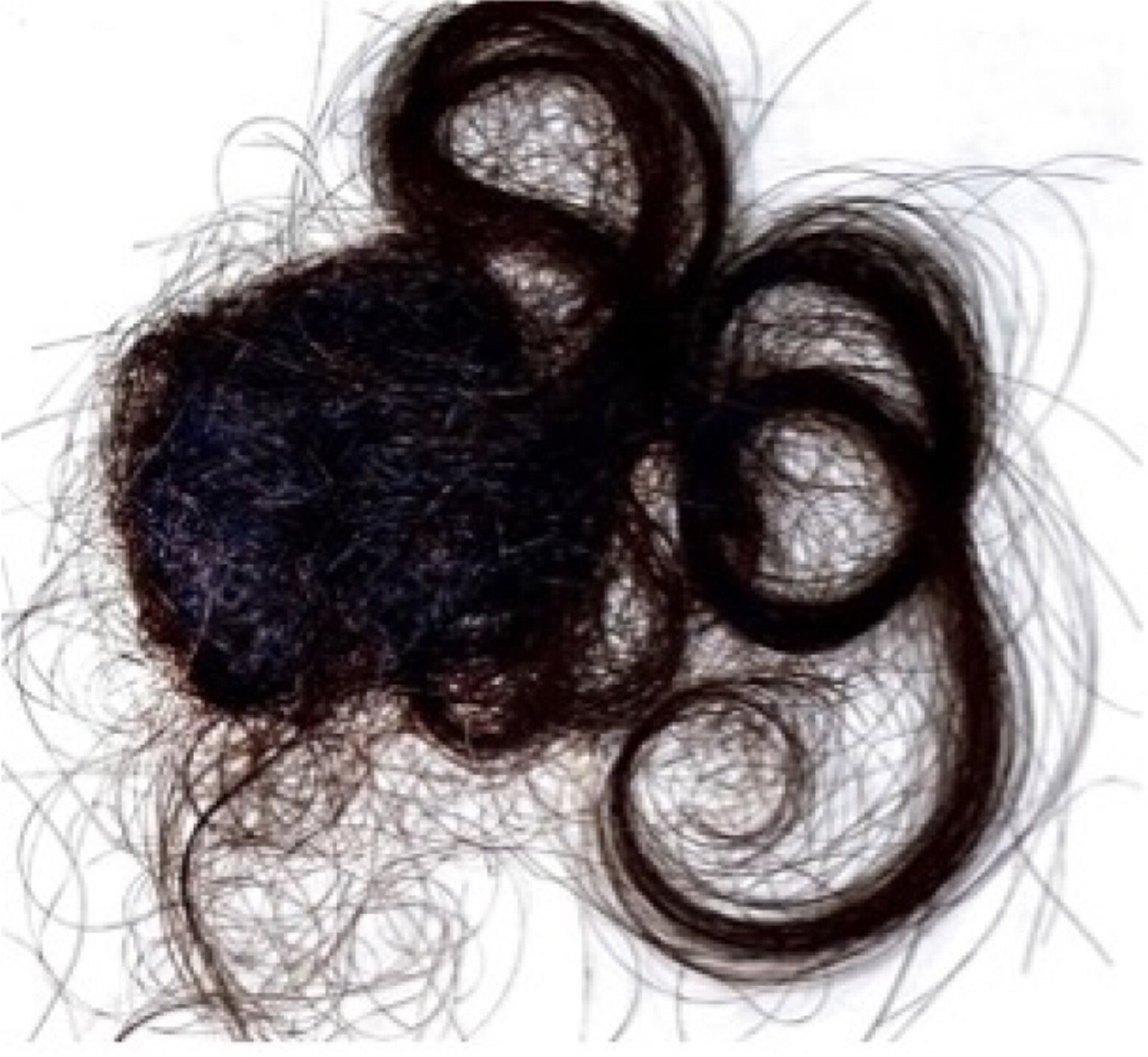 Mèche de cheveux noirs et bouclés de bébé conservée dans un album